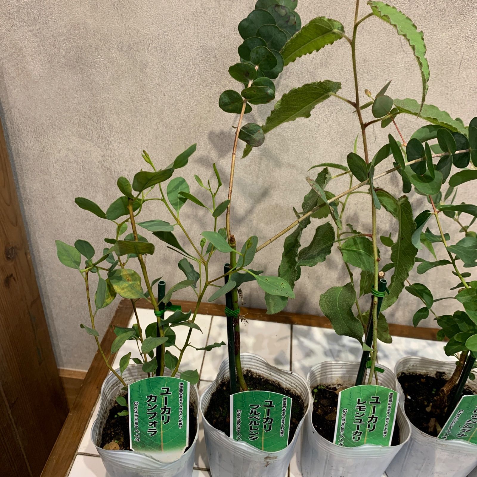 数限定❗️ユーカリ5種mix 3号ポット 5苗セット - メルカリ