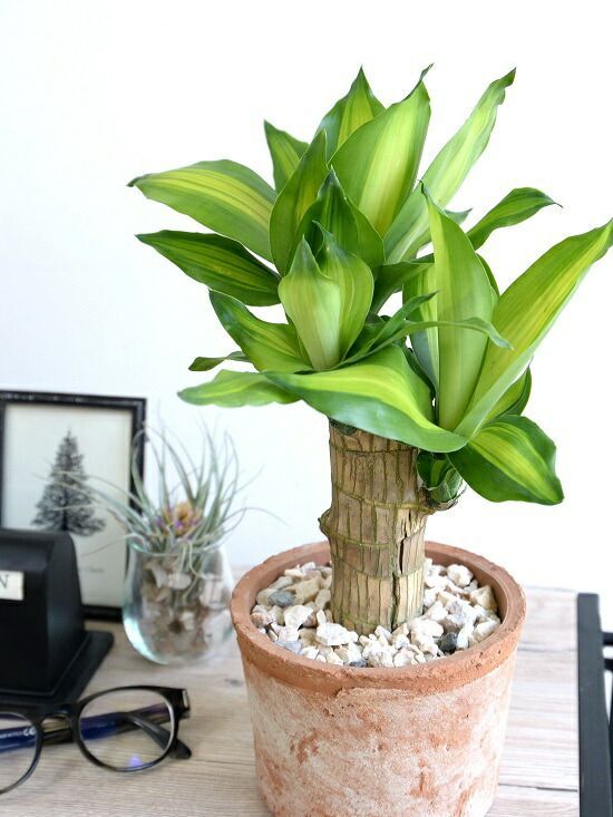 シマノ 春影 5本セット