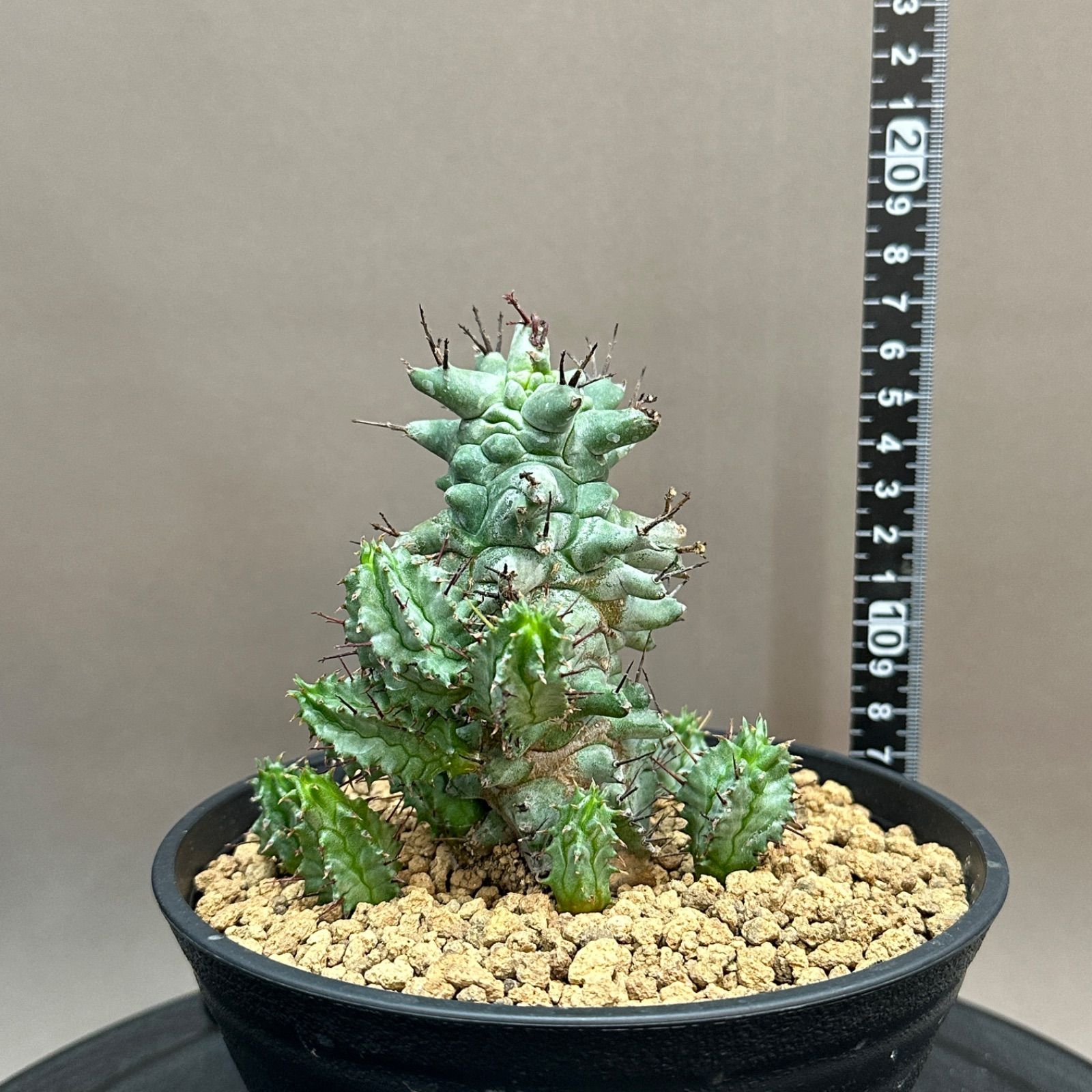 Euphorbia horrida f.monstrosus ユーフォルビア ホリダ