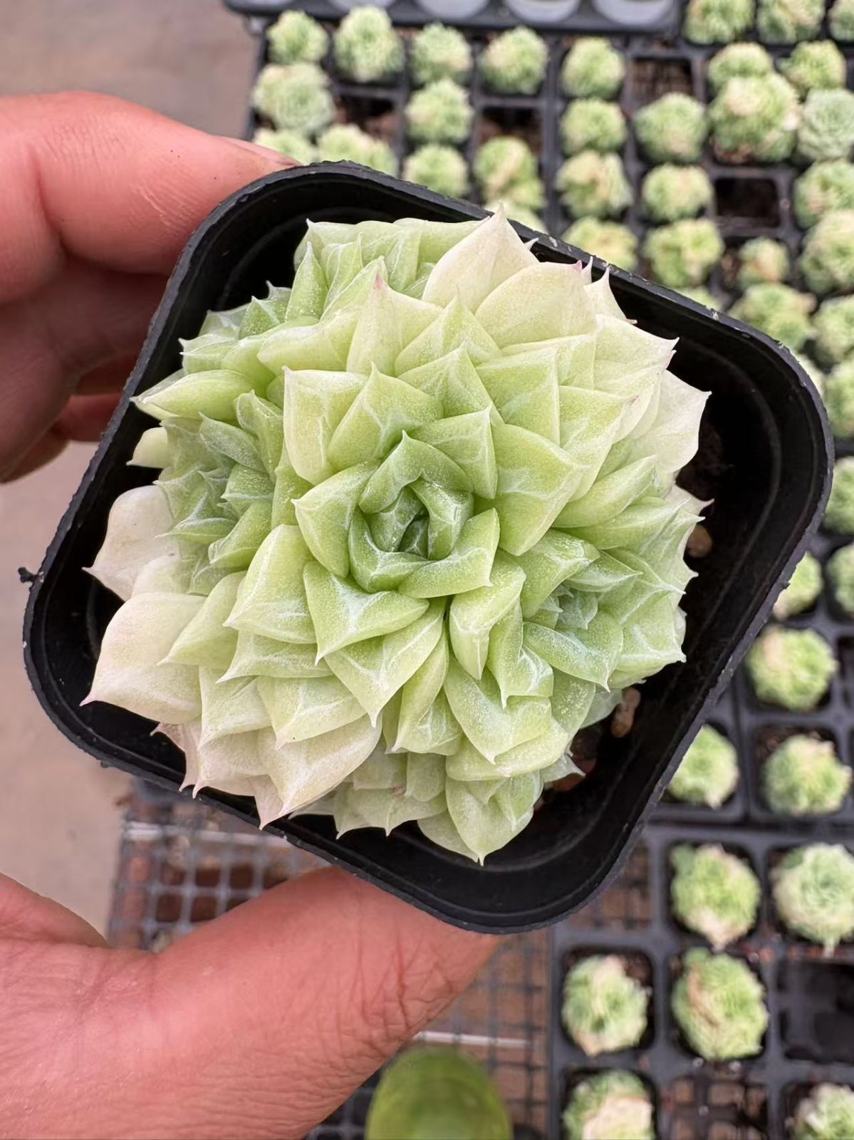 50株の抜き苗セット】ゼリーオレンジ 多肉植物 佐川急便発送