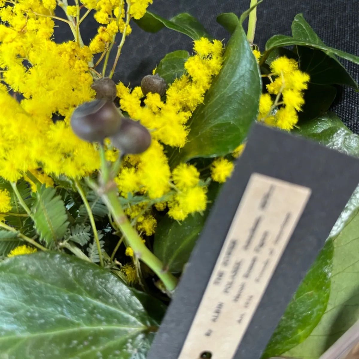 SOLD＊フレッシュ ミモザ スワッグ＊Spring swag ドライ フラワー ミニ