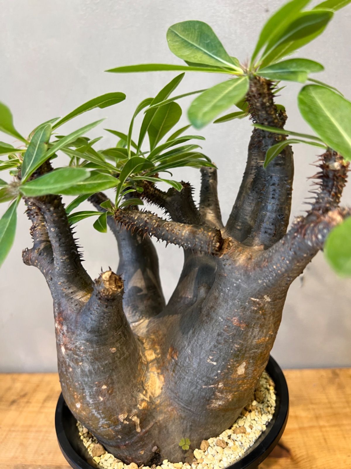 残り1株・早い者勝ちとなります】パキポディウム マカイエンセ 現地球