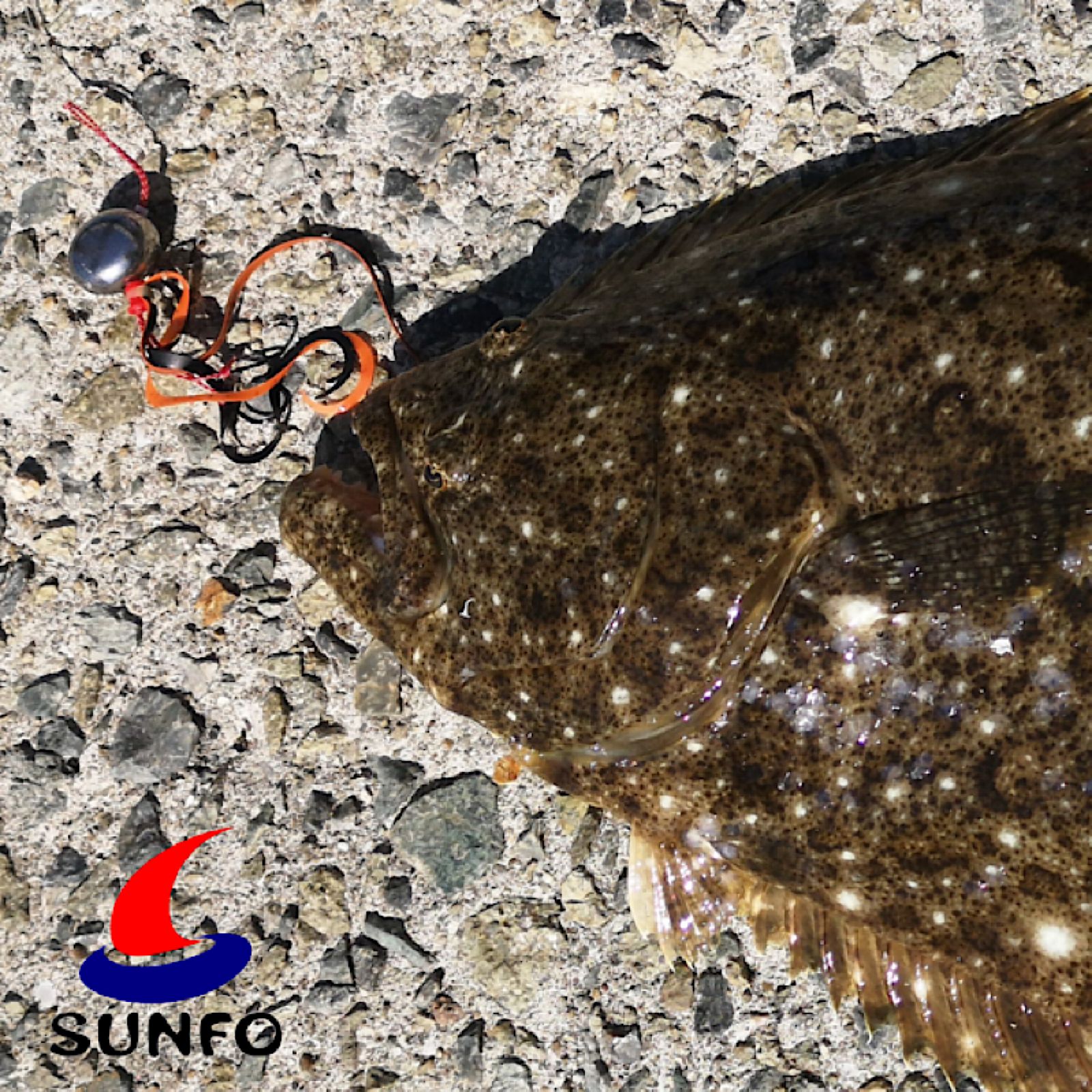 タイラバ タングステン シンカー 80g 10個 鯛ラバ ジグ ヘッド OLIVEOS_COM_TR