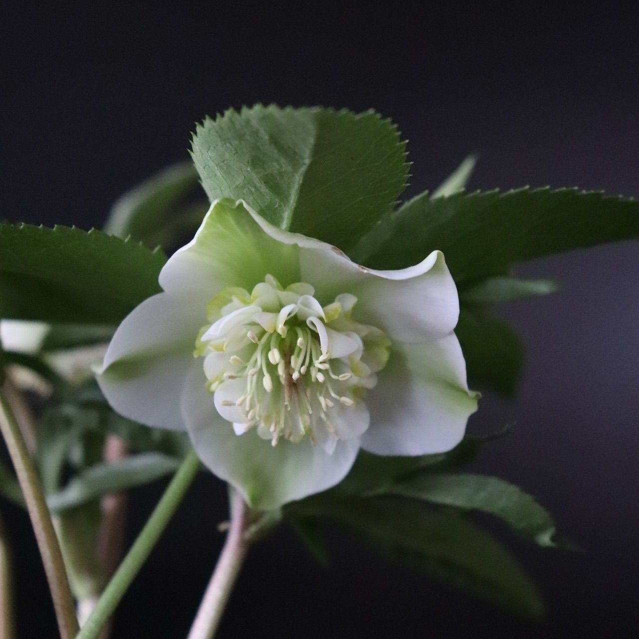 クリスマスローズ セミダブル ホワイト × グリーン 花付苗 21 - メルカリ