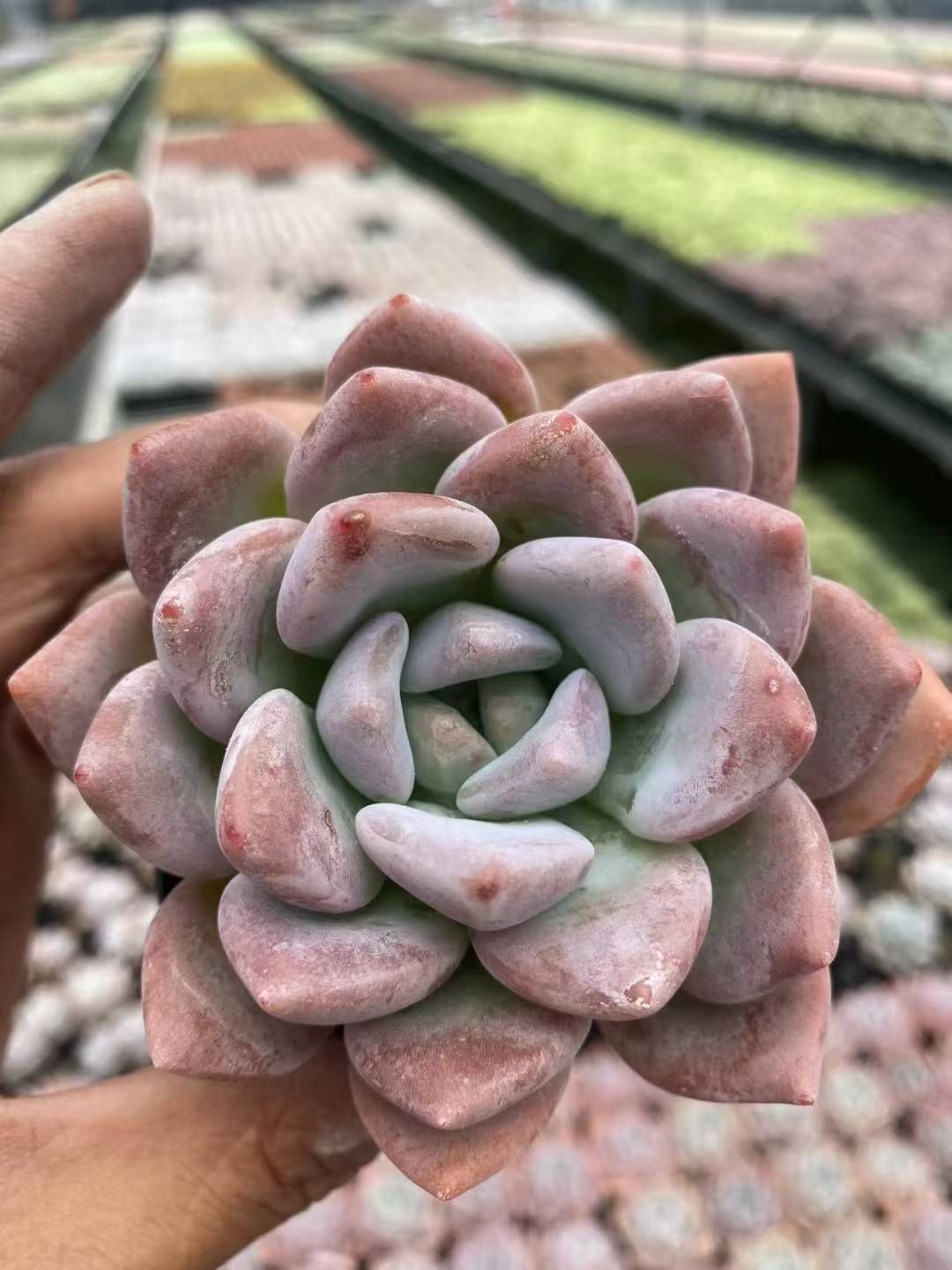 抜き苗 OPアイスジェイド MT628×40株 ふっくら 多肉植物