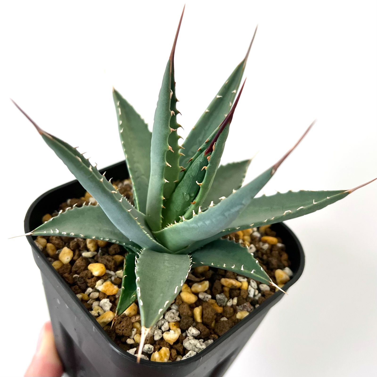 アガベ ユタエンシス エボリスピナ 【10/10撮影】 ☆実生選抜株☆