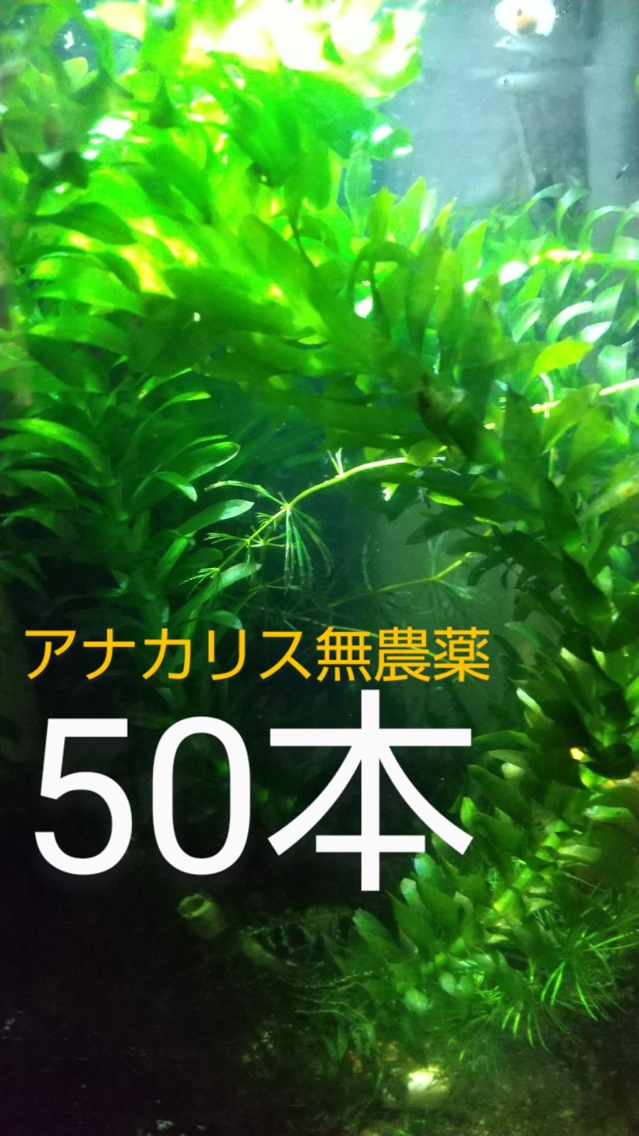 高栄養飼料 おとひめEP3 1kg アクアリウム 金魚 熱帯魚 錦鯉 ザリガニ