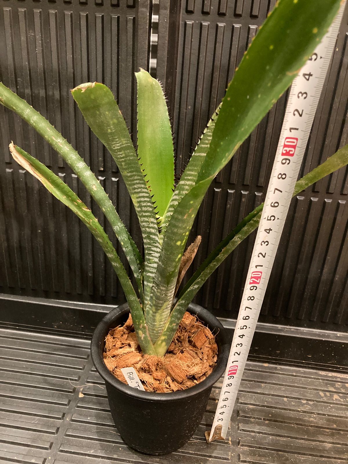 Billbergia 'Toneprai Polaris' ビルベルギア ブロメリア Billbergia