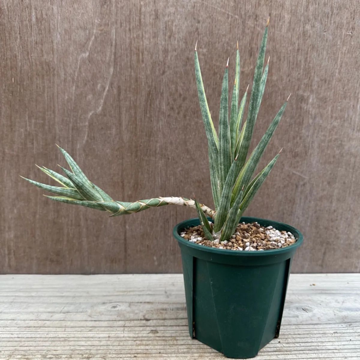 サンセベリア フランシシー 斑入② Sansevieria francisi variegated サンスベリア フランシー 斑入り バリエガタ 現品 観葉植物  観葉 植物 珍奇植物 珍奇 珍しい レア 希少 インテリア プレゼント おうち時間 グリーン - メルカリ