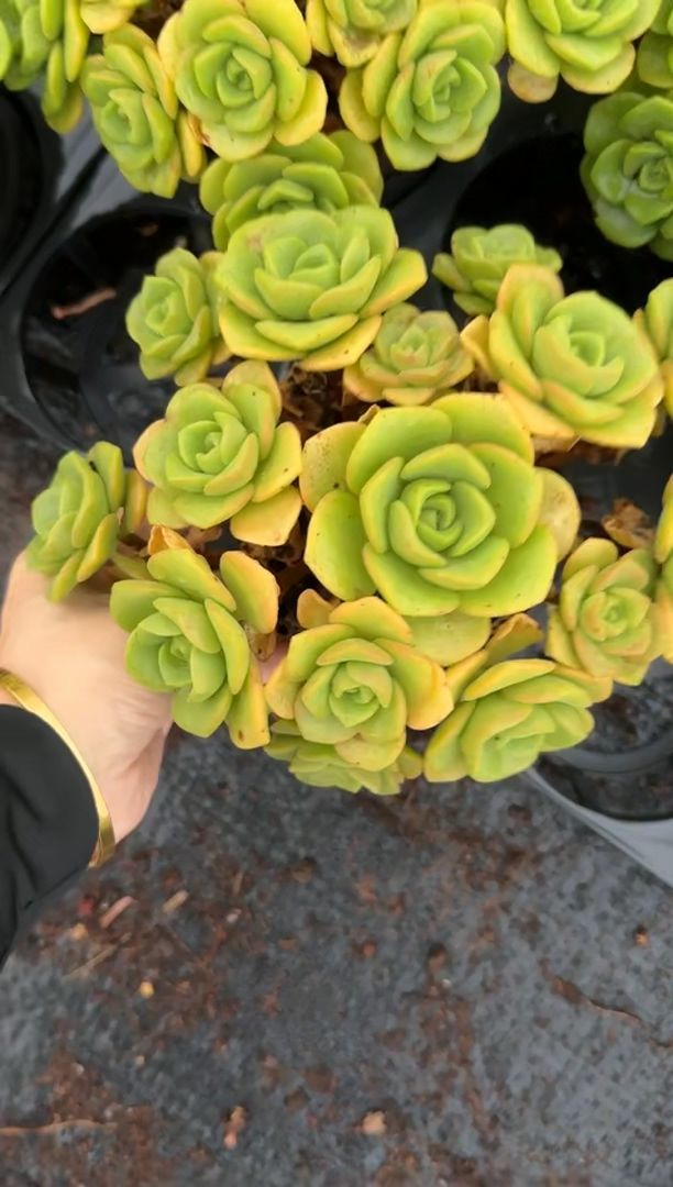 **週末のみ出品** 多肉植物　韓国苗　りんごの花　抜き苗　10cm以上 週末のみ出品** 多肉植物 韓国苗 りんごの花 抜き苗 10cm以上