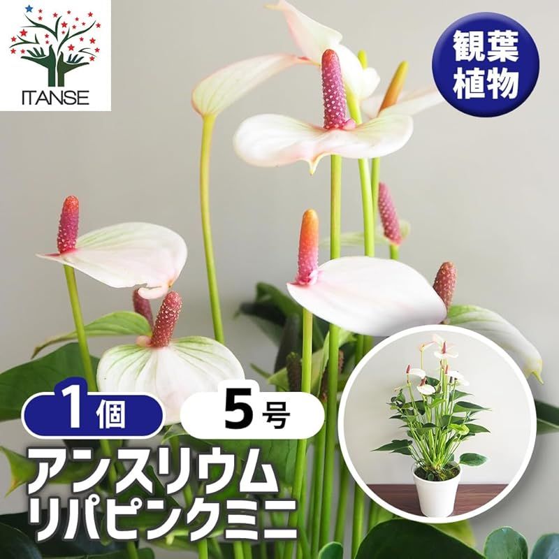 ITANSE アンスリウム リパピンクミニ 5号 1個売り 観葉植物 熱帯植物 学名 Anthurium andraeanum Lipa Pink Mini タイプ サトイモ科 ベニウチワ属 アンスリウム属 非耐寒性 多年草 原産地 熱帯アメリ