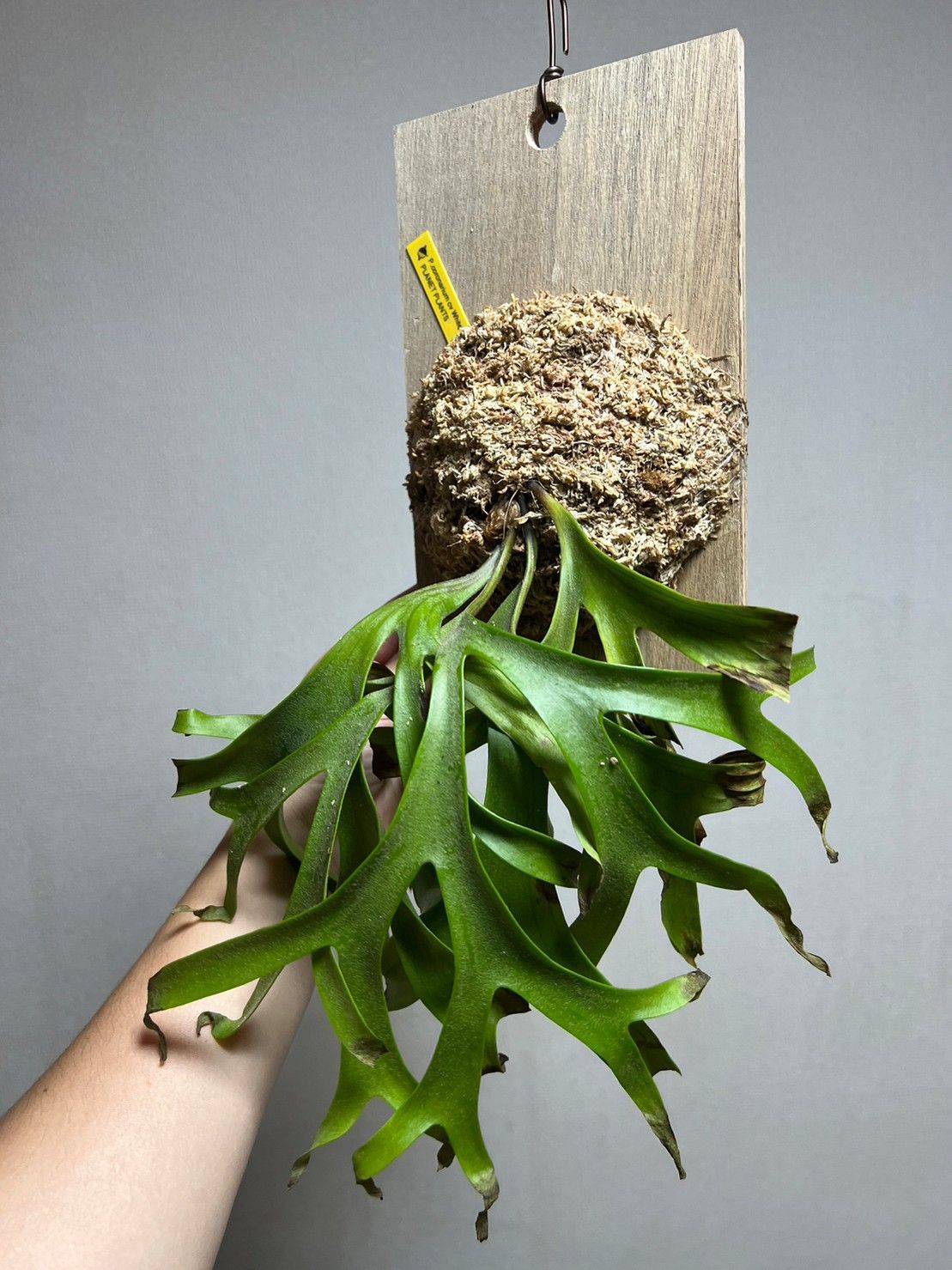 ▽P.coronarium Compact cv White▽ コロナリウム コンパクト ホワイト