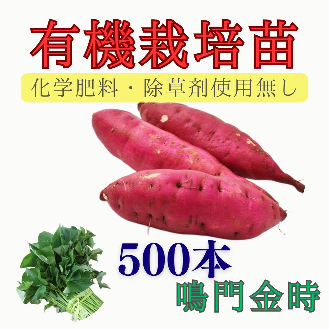 有機栽培 サツマイモ苗 鳴門金時 50束|500本 4月下旬～6月末発送