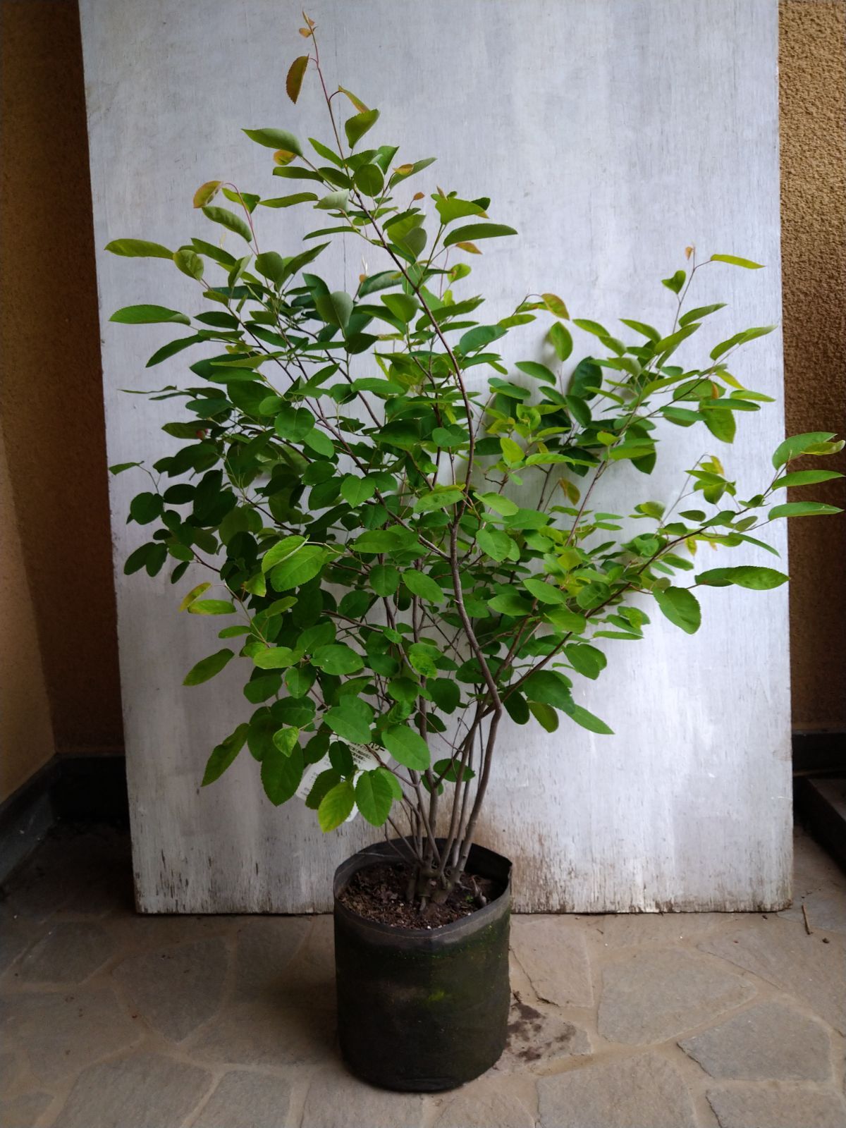 ジューンベリー 株立ち ジューンベリー/株立ち【現品発送】管理70401