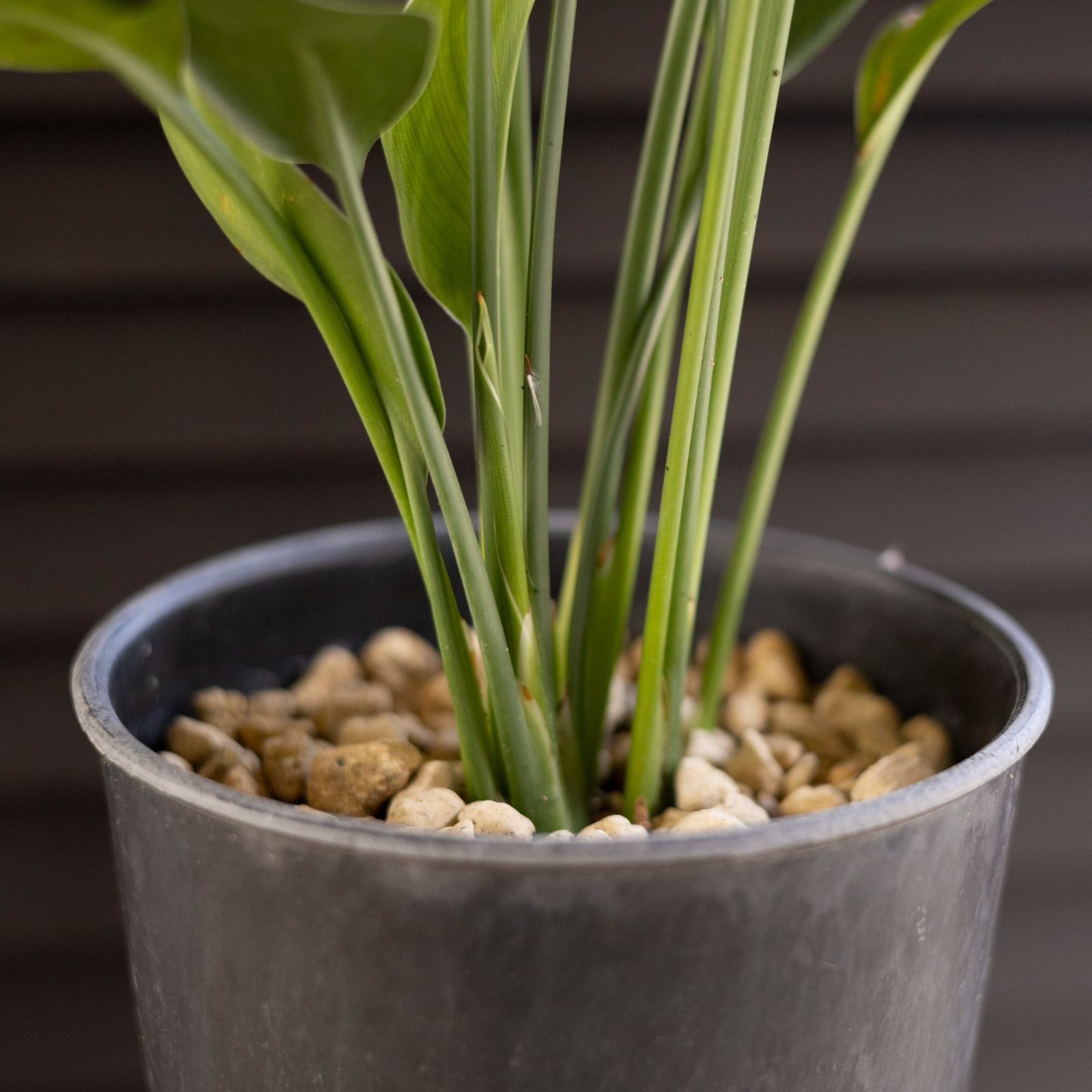 観葉植物 オーガスタ ストレチア ノンリーフ ガーデニング