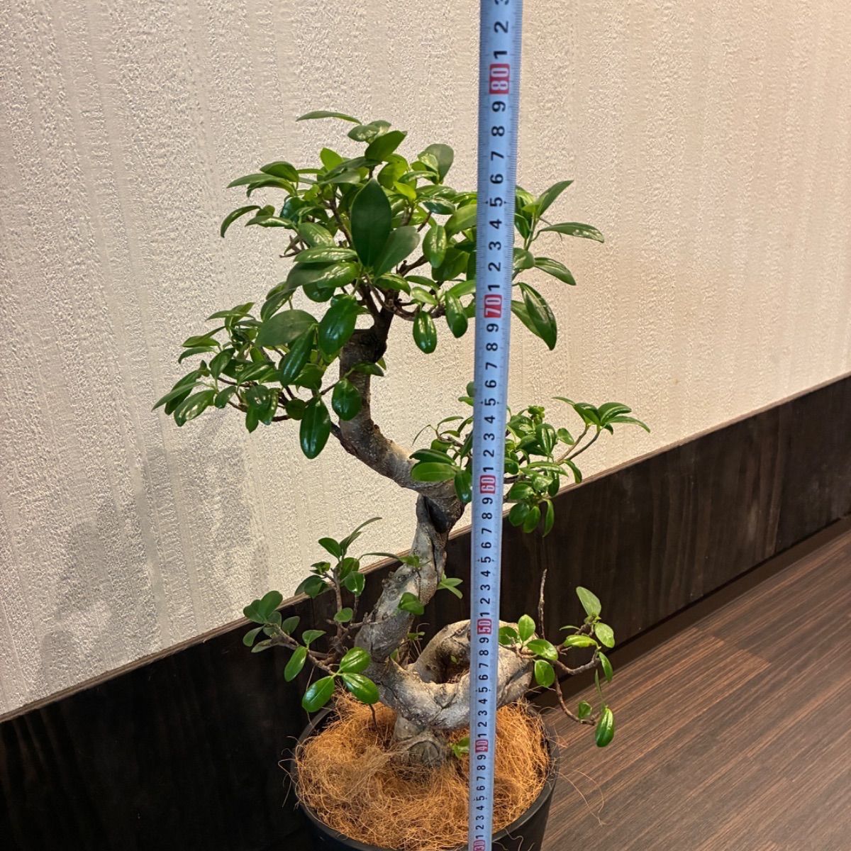 昇り龍みたいな縁起が良さげな仕立て