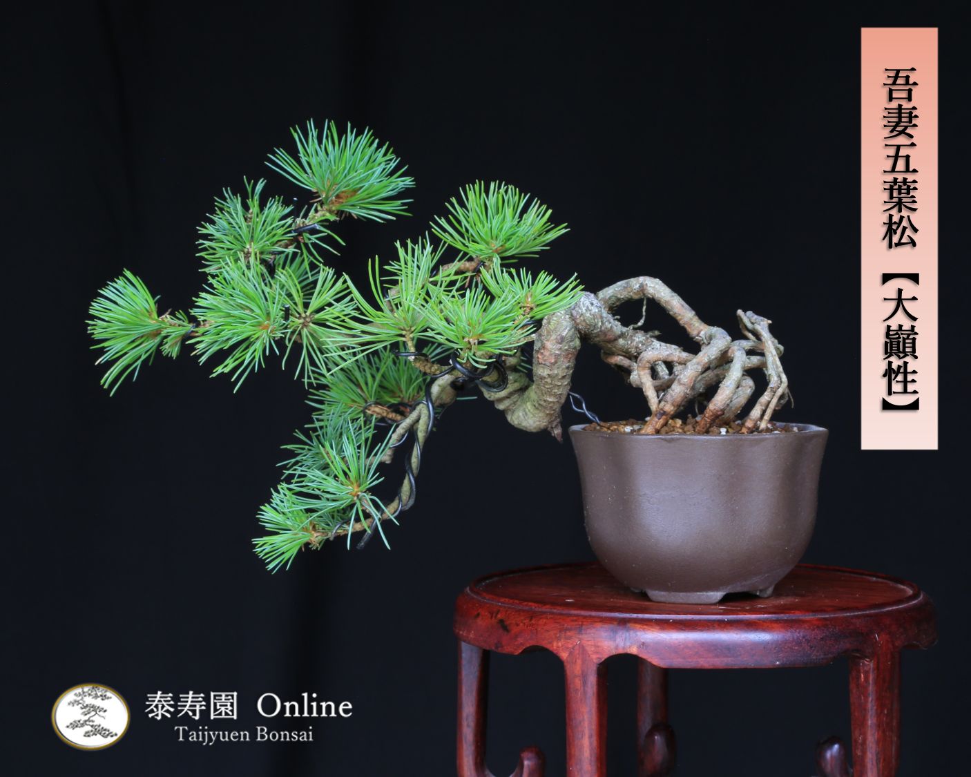 八つ房五葉松 八紘 八房五葉松(八紘)