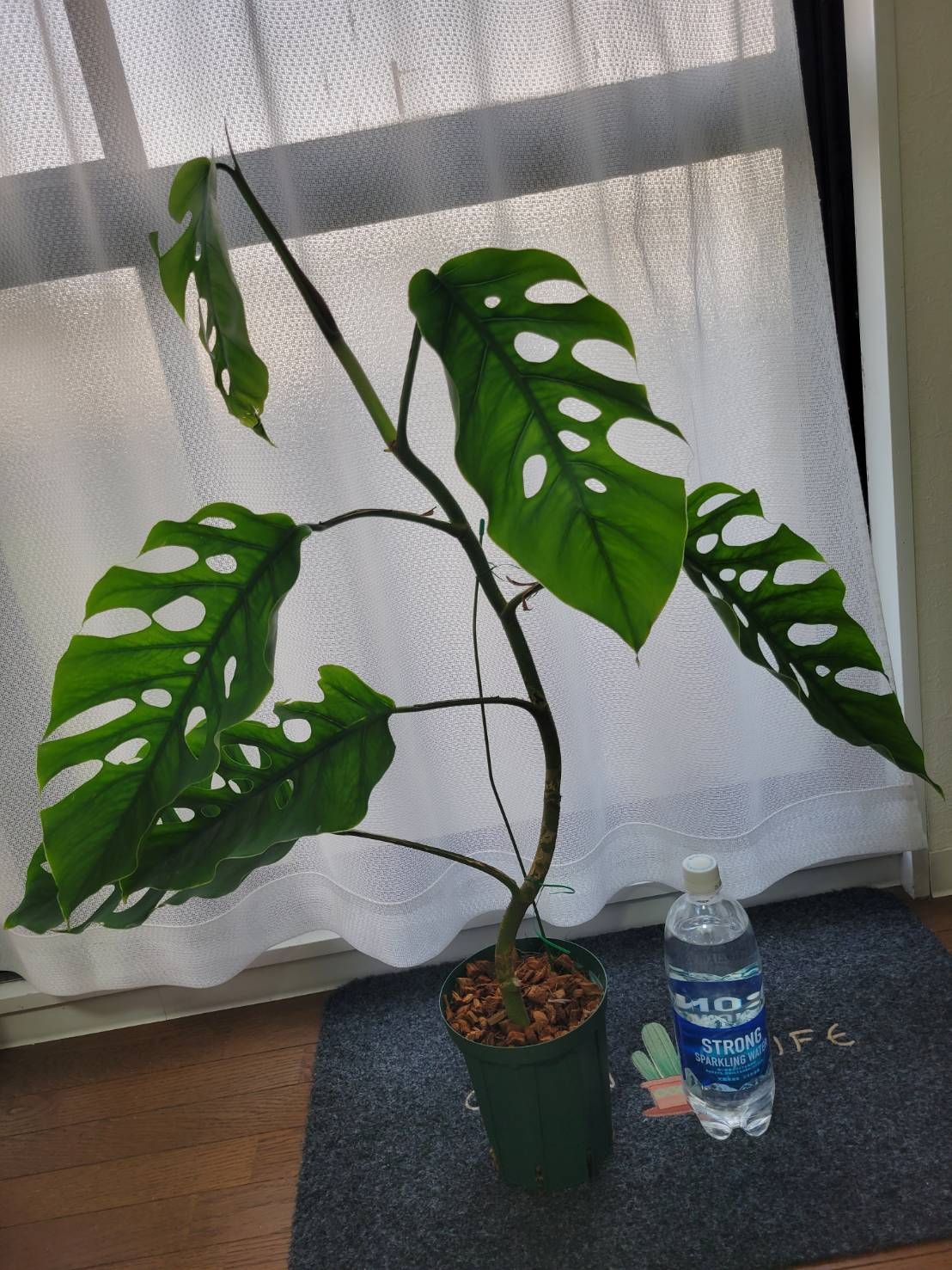 No.87 モンステラデュビア 大株 希少モンステラ