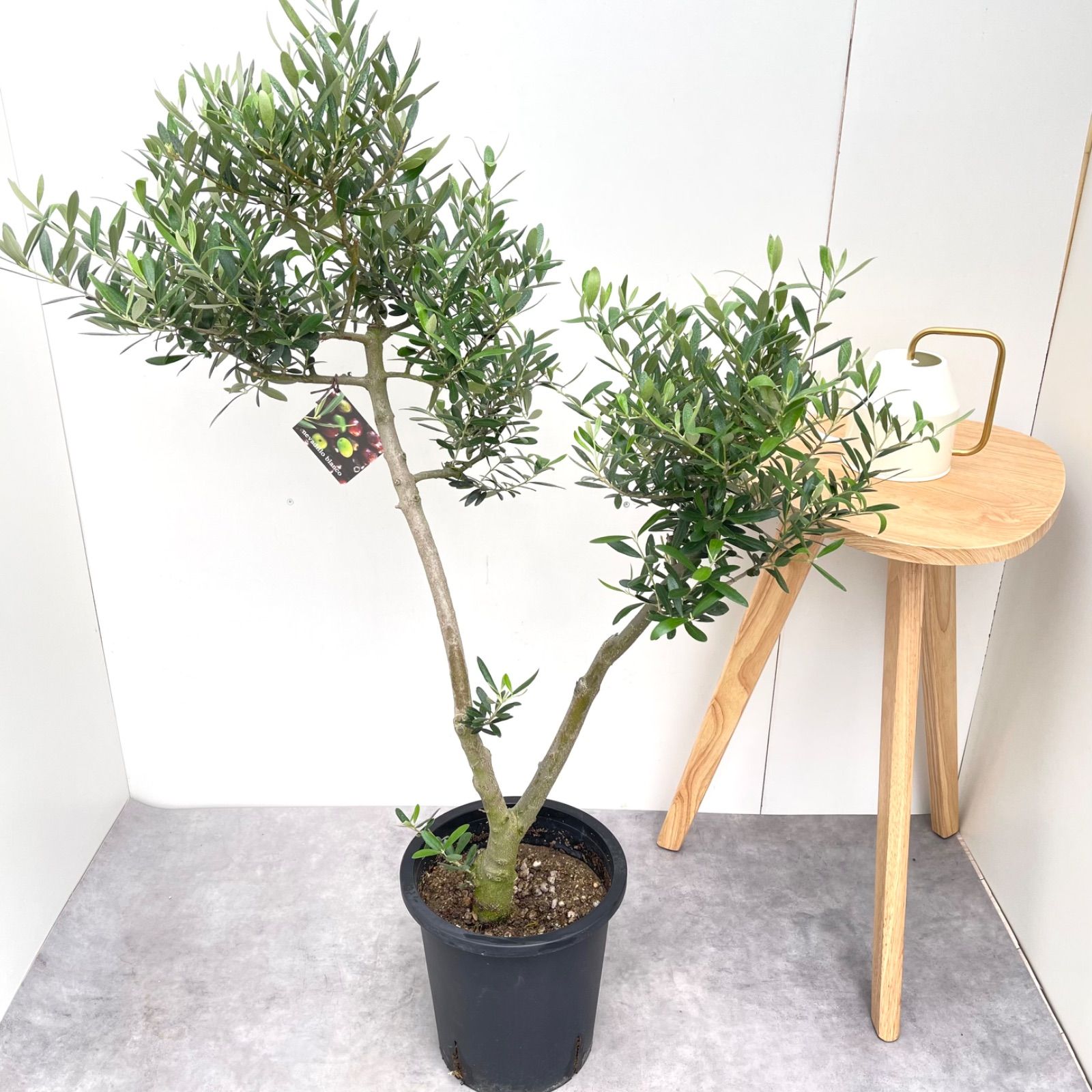 オリーブ ネバディロブランコ 13 現品 観葉植物 創樹 SOUJU 大型