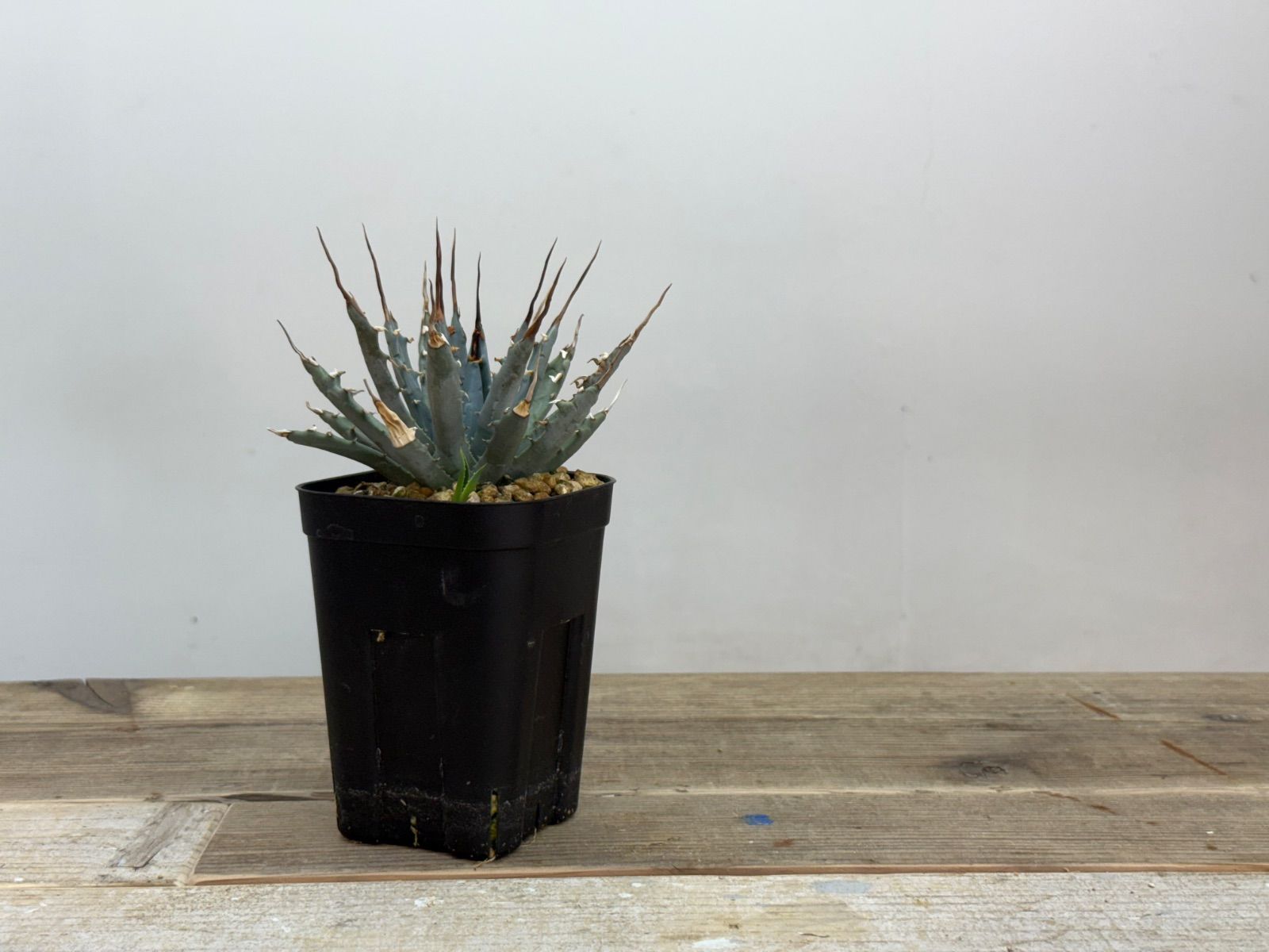 子株付き】アガベ ユタエンシス エボリスピナ 陽炎【発根済】 アガベ