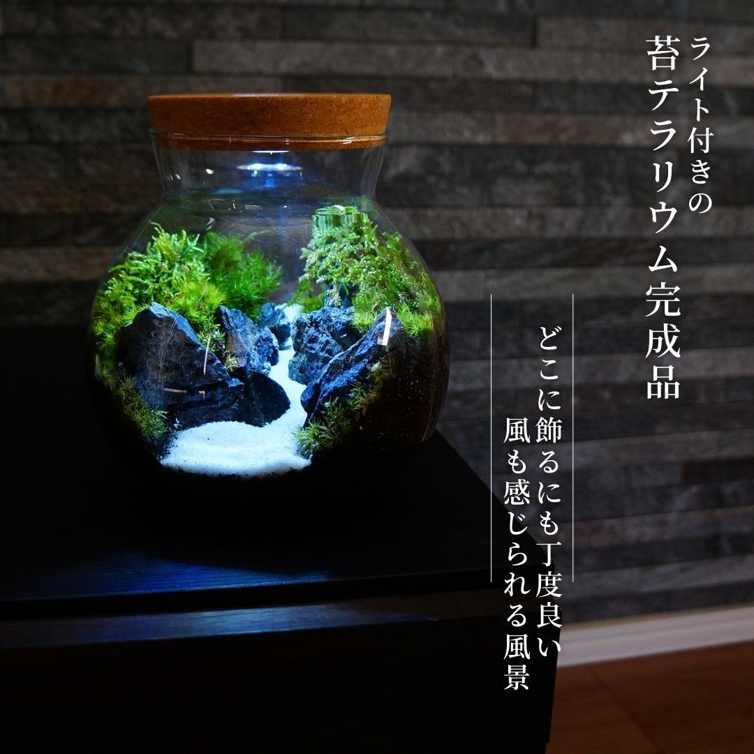 10cm Sサイズ LEDライト付 苔テラリウム 完成品 石畳 黒石 草原に続く道 テラリウム プレゼント 木化石 クリスマス 観葉植物 ギフト  贈り物 お祝い 正月 - メルカリ