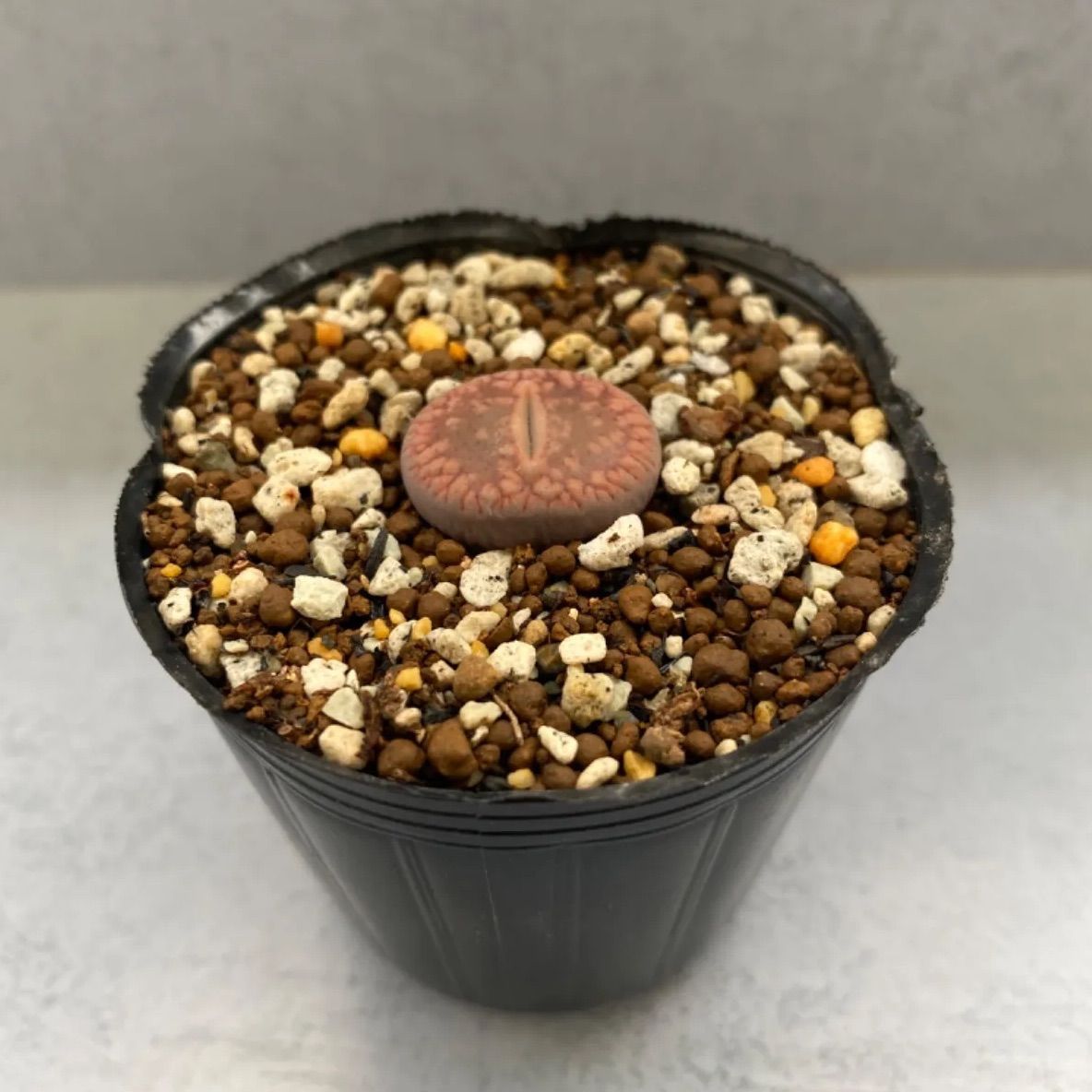 多肉植物 リトープス 三面体 コレクション 27苗 抜き苗