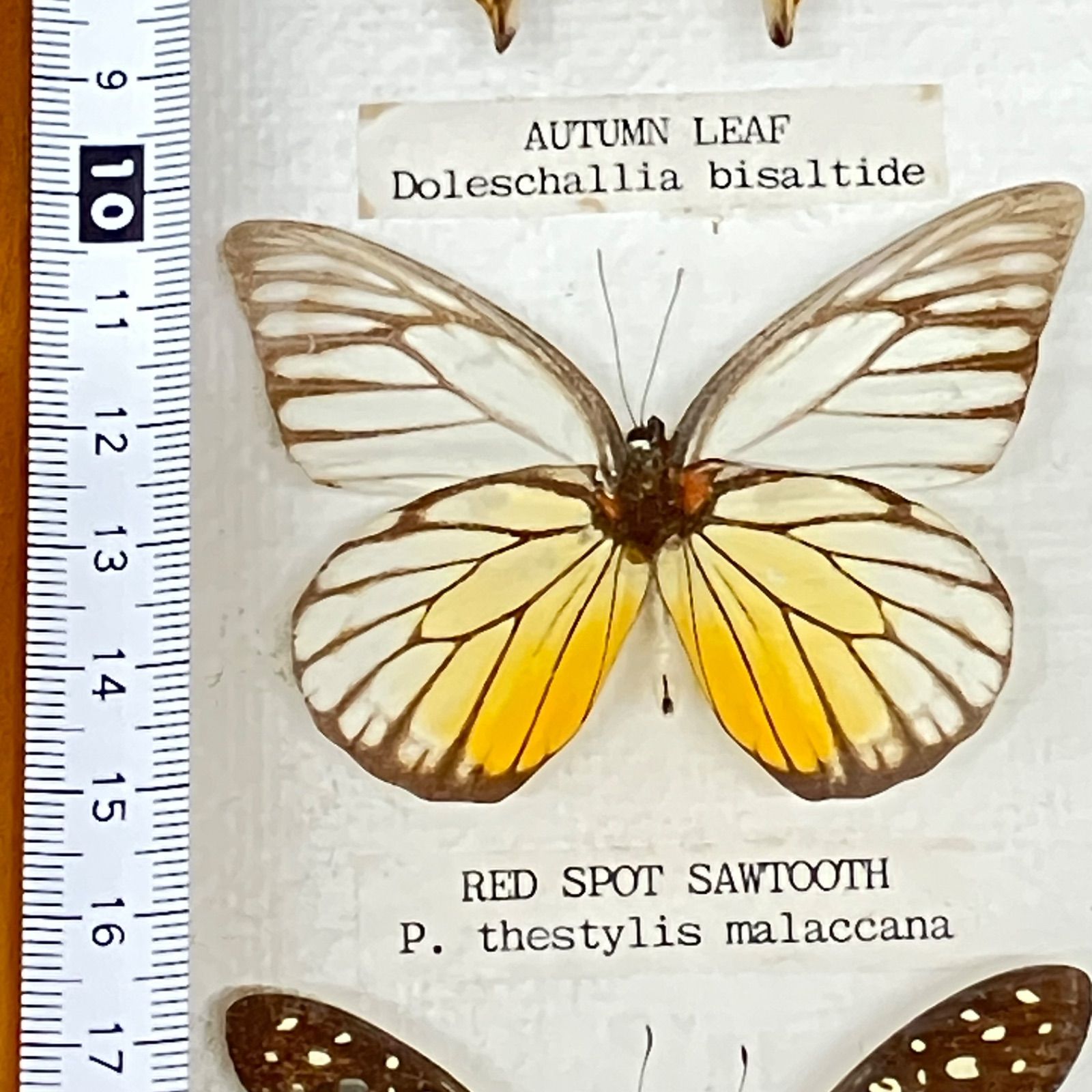 蝶 標本 9種類 クリッパー・オータムリーフ・ヒメシロオナガタイマイ