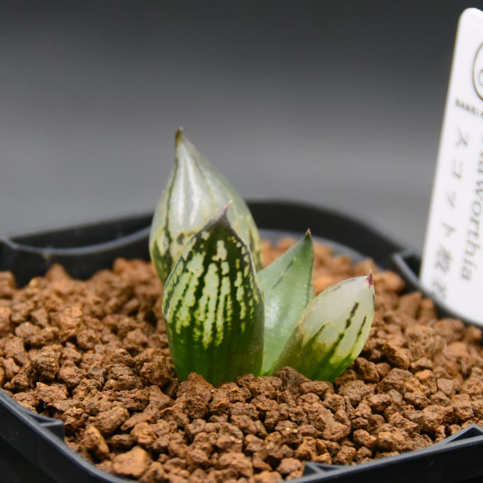ハオルチア 福般若 親株サイズ 抜き苗 裏般若 日本最安値？ Haworthia 'Ura Hannya' | PUKUBOOK