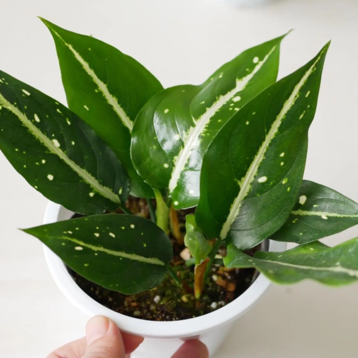 アグラオネマ　メタリカ　希少種　レア アグラオネマ メタリカ(Aglaonema metallica) | 希少植物の販売