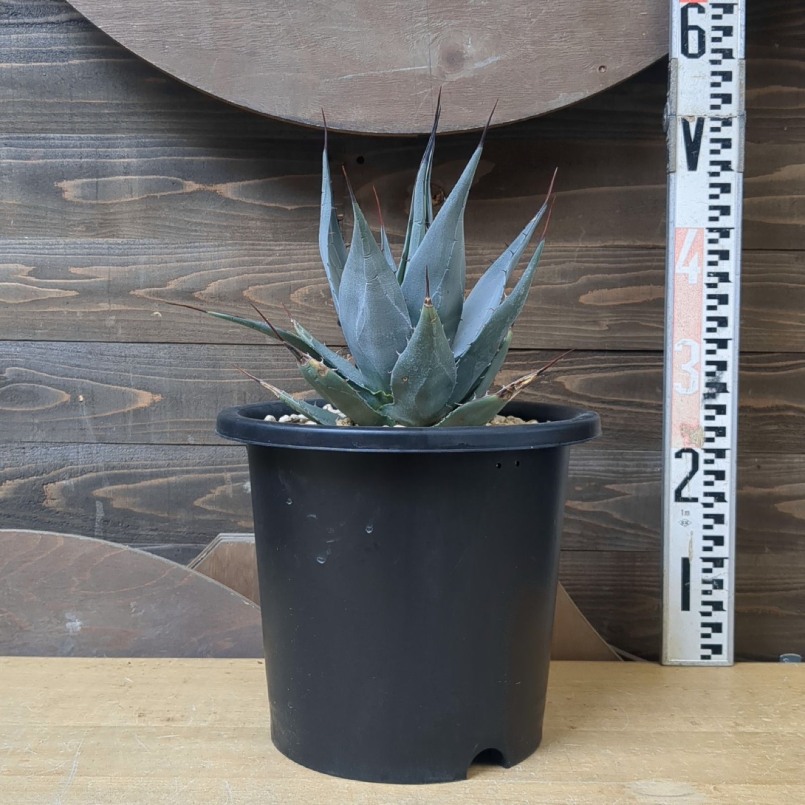 アガベ☆ハバディアーナジャイアント アガベ ハバディアーナ Agave havardiana｜多肉植物図鑑