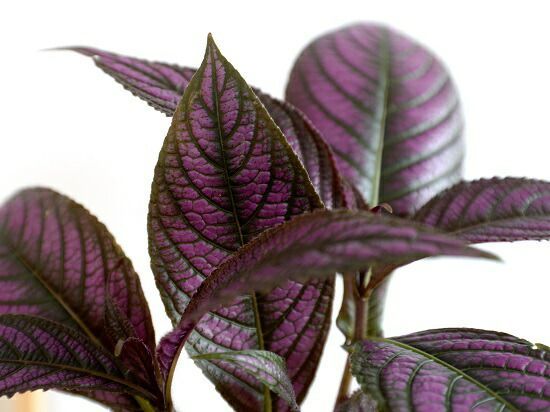 ストロビランティス ディエリアヌス 観葉植物/紫の葉(発根)/送料込み