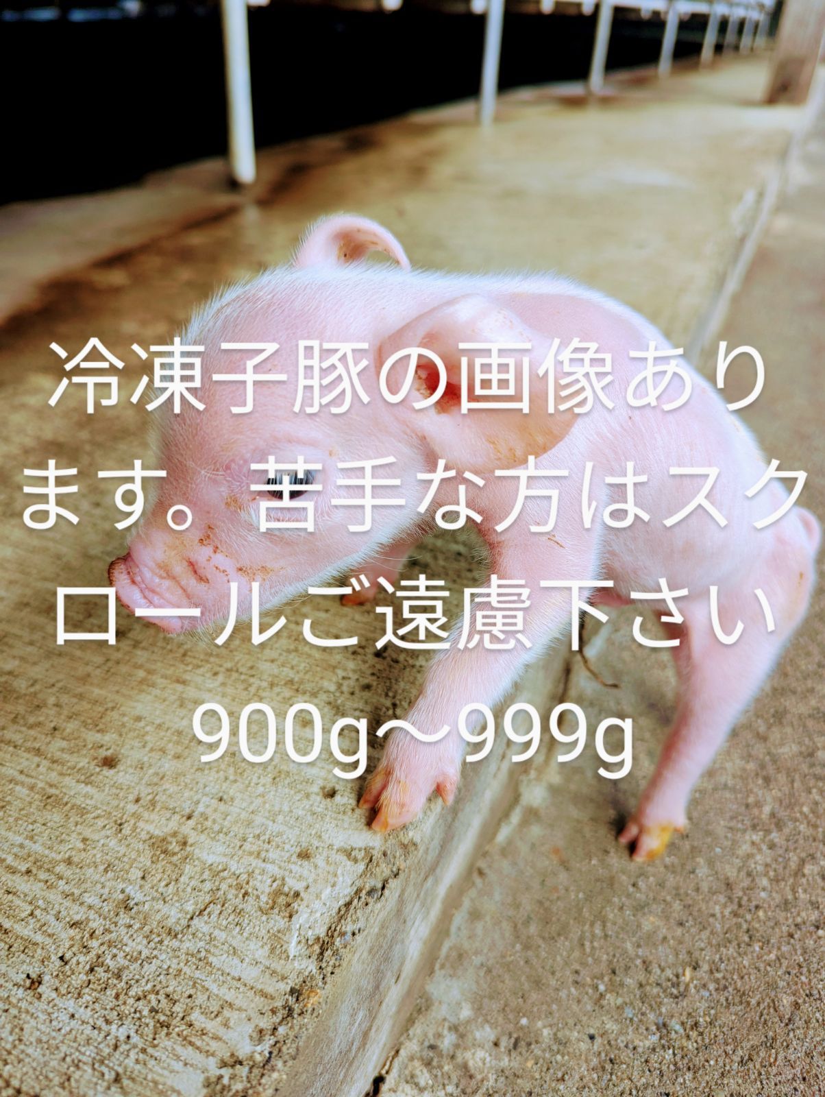 爬虫類用エサ　冷凍子豚935g 974g 964g（3匹セット）