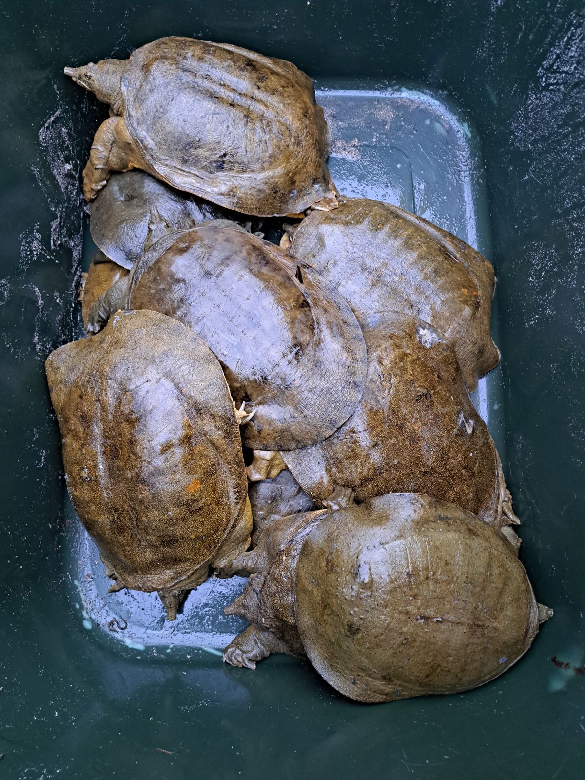 天然すっぽん 【捌き】 700g～900g 山陰地方 日本海側 岸田川 円山川  送料無料 スッポン