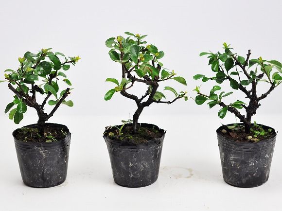 オファー 長寿梅小 素材 10本セット 長寿梅（赤花） | 盆栽、盆栽書籍