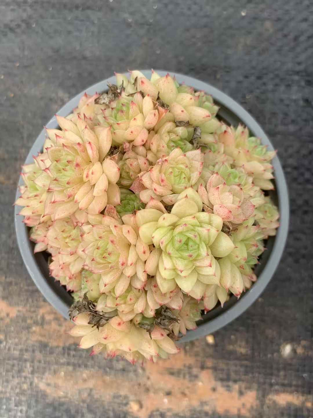 35株の抜き苗セット スノーマルガン 多肉植物 佐川急便発送 エケベリア 韓国苗 LX39