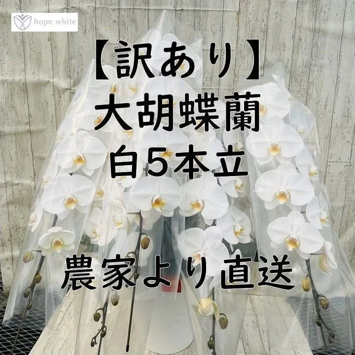 訳あり 大輪胡蝶蘭白５本立|花びらに黒い斑点 傷あり