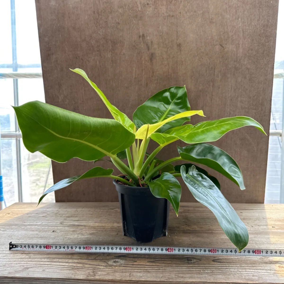 フィロデンドロン 5種類 5点セット 現品 Philodendron フィロデン 斑入り 斑 斑入 観葉植物 観葉 植物 珍奇植物 珍奇 珍しい  インテリア おしゃれ かわいい グリーン お得 プレゼント おすすめ - メルカリ