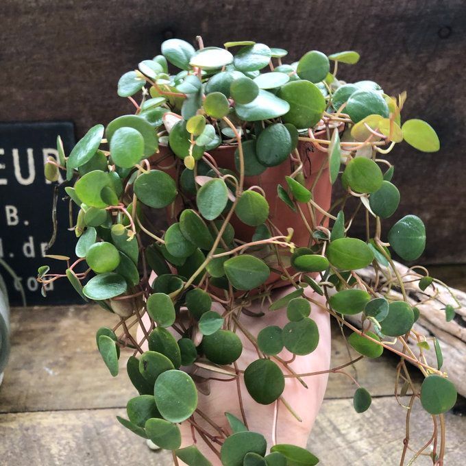 ポットごと 希少♡ペッパースポット♡ペペロミア♡観葉植物