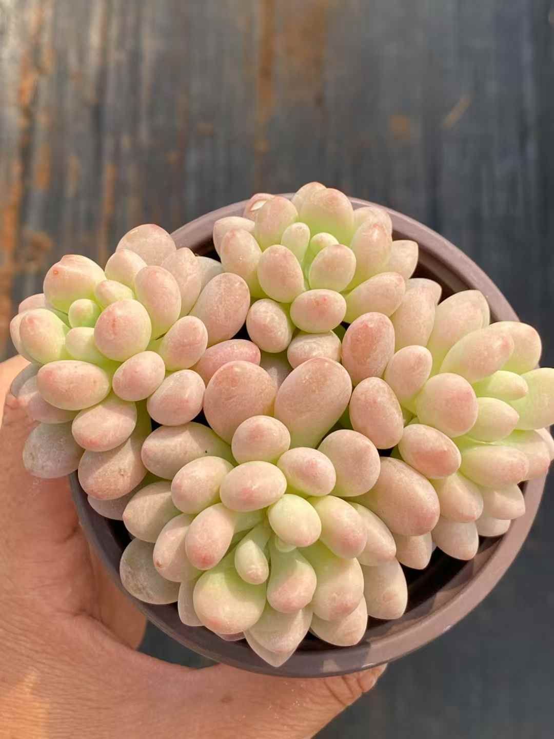 抜き苗 多肉植物