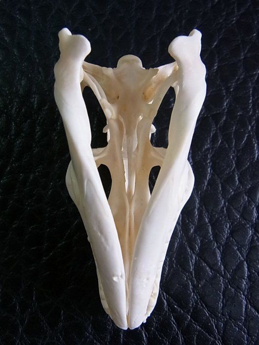 高品質！ ゴールドテグー 頭骨 【公式通販】