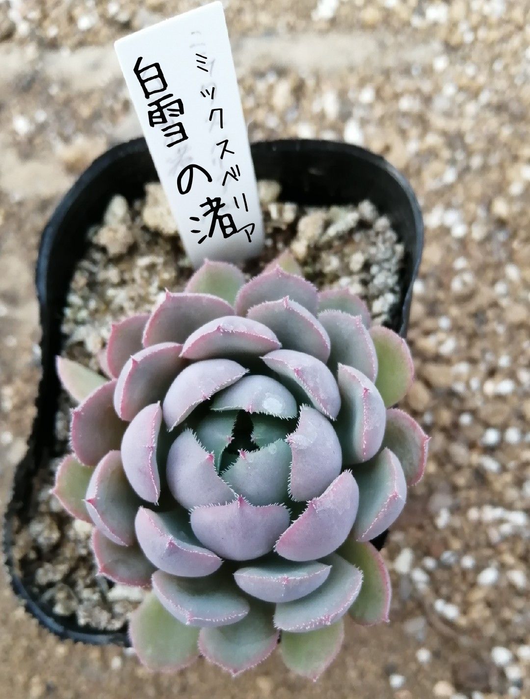 紅葉して可愛くなってきました♡多肉植物 ミックスベリア 白雪の渚