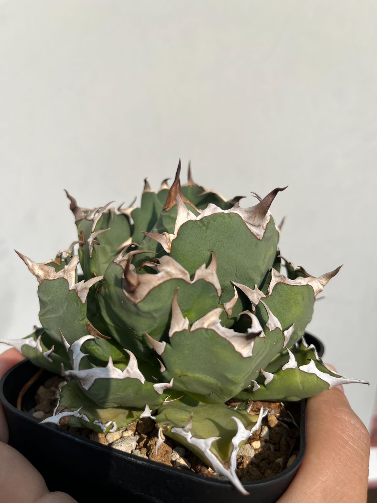 アガベ チタノタ ハデス アガベ ハデス 親株 チタノタ アガベ チタノタ