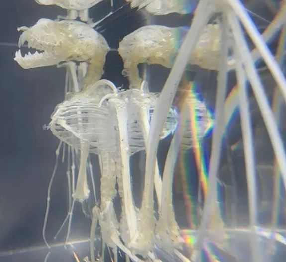 高品質！コウモリ アクリル封入標本 - メルカリ