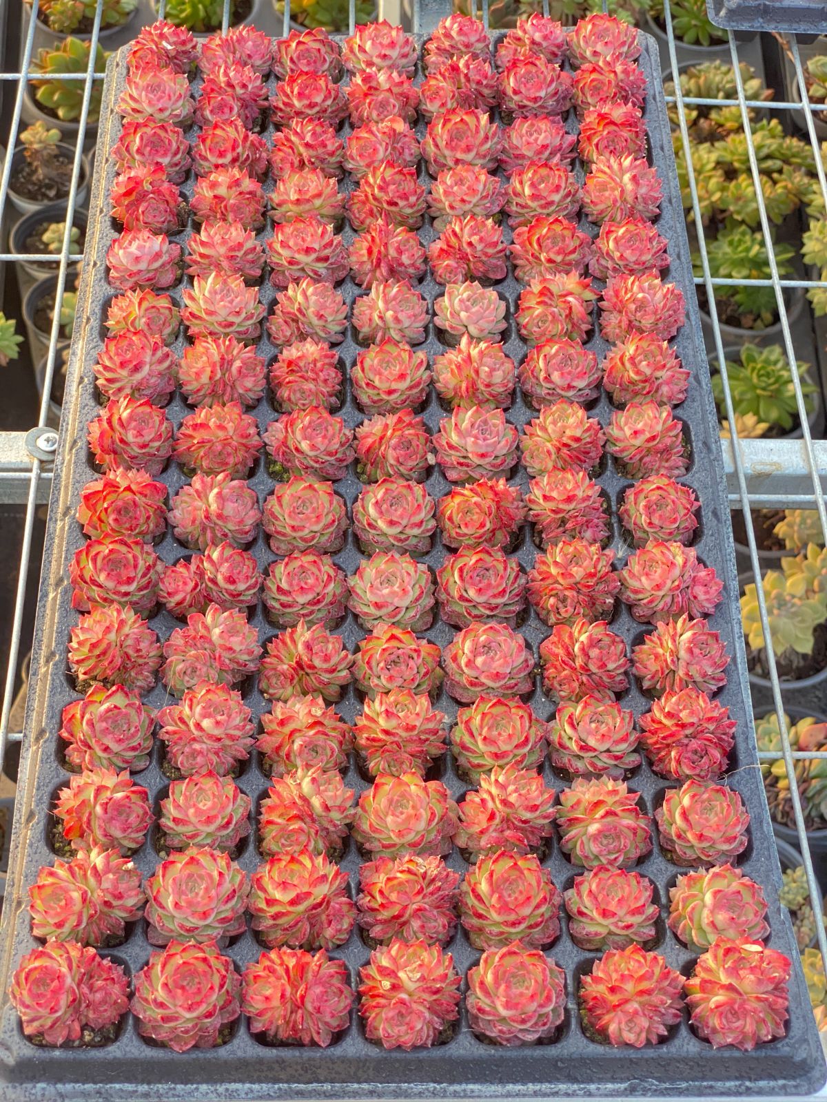 D セル苗105個セット✨多肉植物　エケベリア　詰め合わせ　寄せ植えに!! ⑮セル苗105個セット✨多肉植物 エケベリア 詰め合わせ 寄せ植え