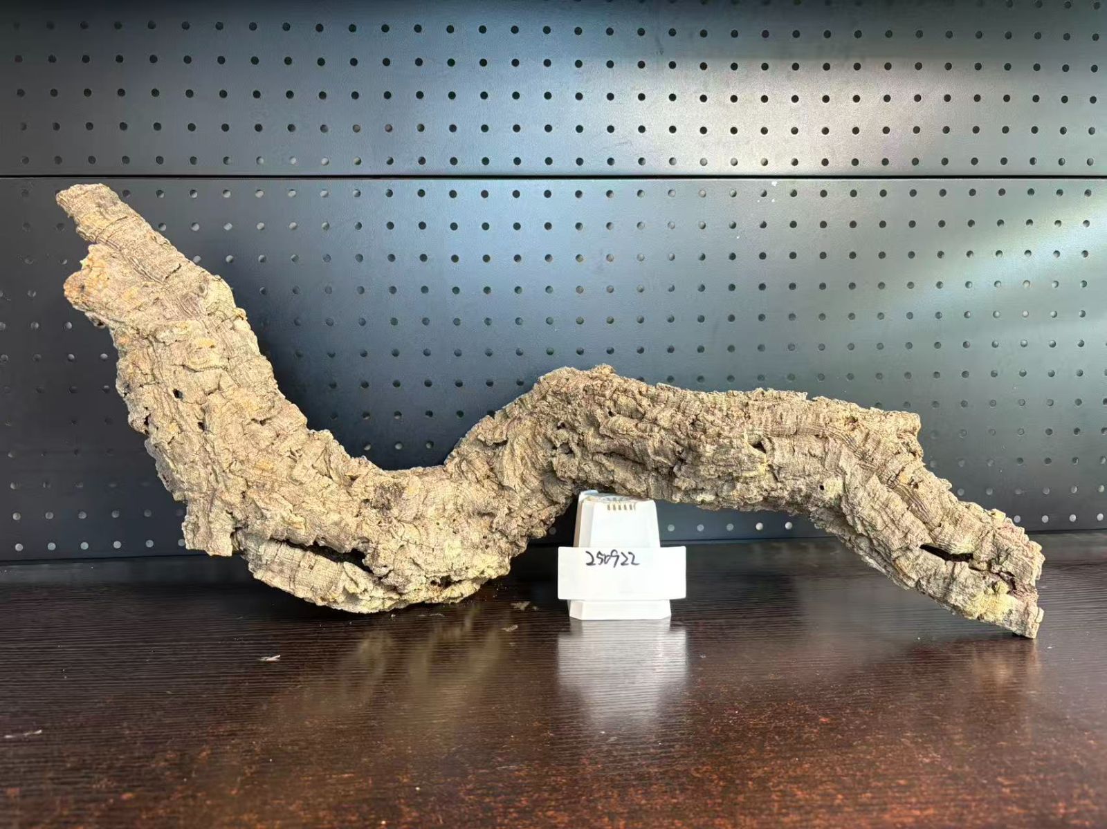 バージンコルク チランジア