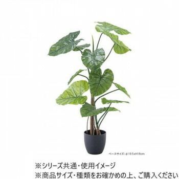 クワズイモ