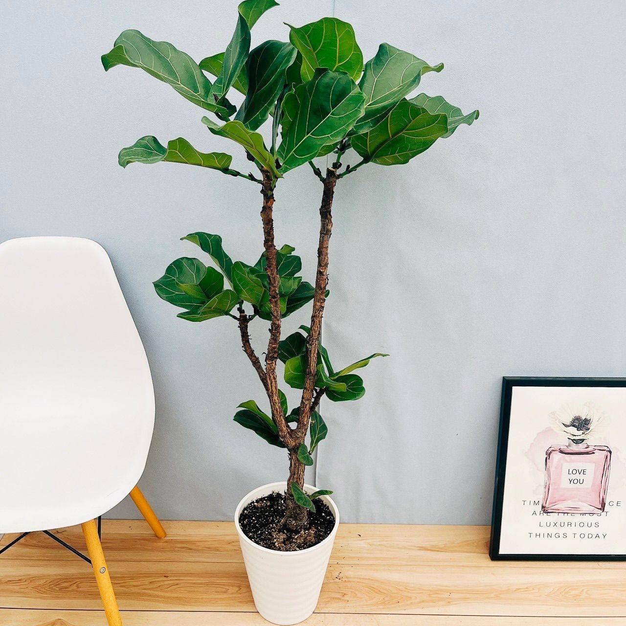［現品］21番　フィカス　リラータ　8号　観葉植物　室内　大型　皿付き　贈り物 現品］20番 カシワバゴムの木 フィカス リラータ ストレート 8号 観葉
