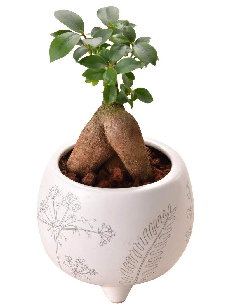 がじゅまる 鉢植え 本物 ガジュマル鉢植え ミニ 観葉植物 ガジュマルの木 ガジュマル 花のギフト社