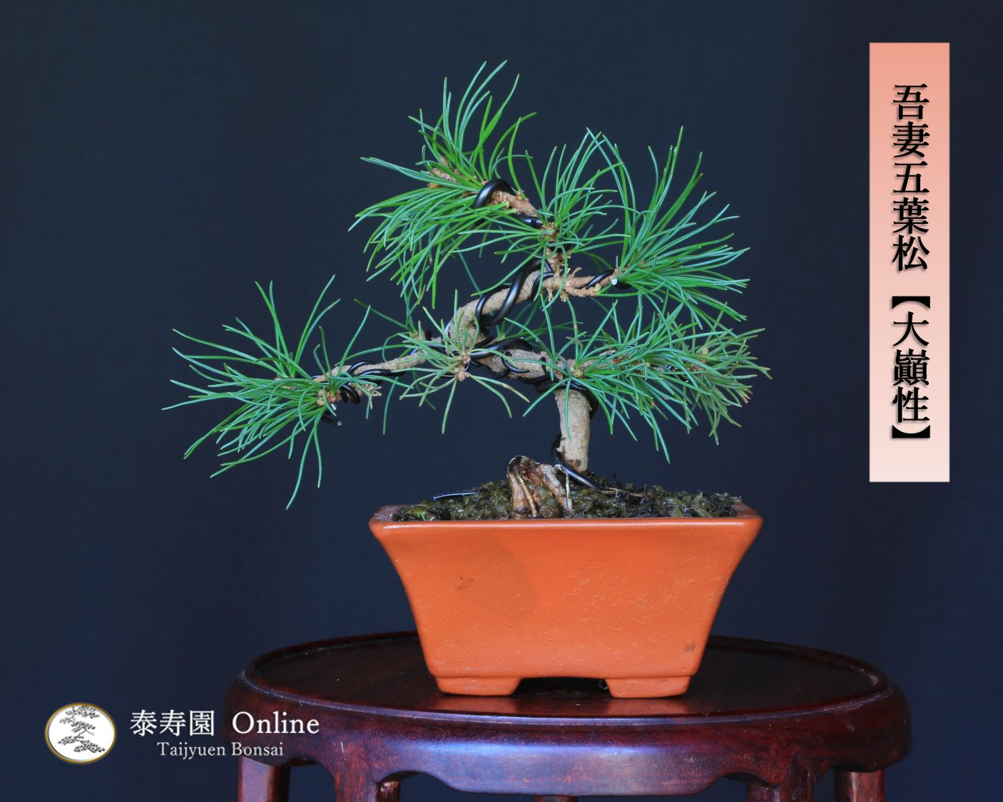 盆栽・苔玉 吾妻五葉松【大巓性】ダイテンショウ 実生 ミニ盆栽【泰寿