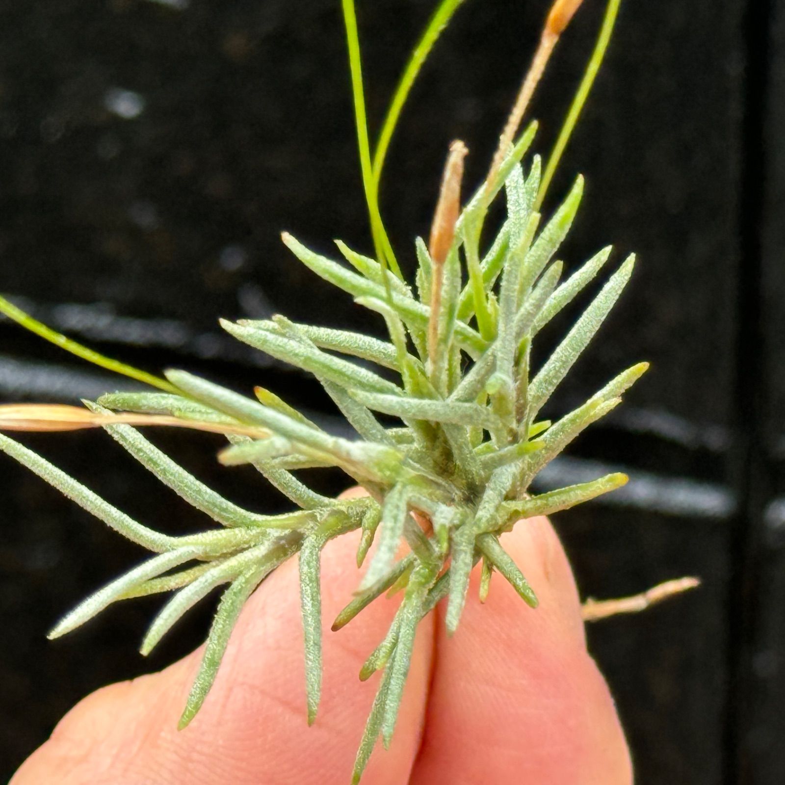 芳香花品種＊ チランジア カピラリス Tillandsia capillaris＊エア